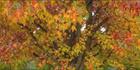 Colours of Autumn - Stanley - VIC (PBH4 00 13496)
